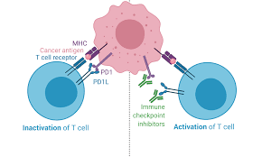 Image result for Immune Checkpoint Inhibitor