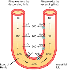 Image result for Loop Diuretic