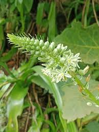 Image result for Albuca nigritana