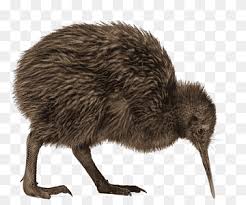 We did not find results for: New Zealand Flightless Bird Coin Symbol Australian Dollar Fauna National Symbol Bird Png Pngwing