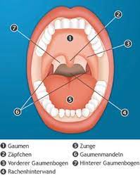 Eine mandelentzündung, auch tonsillitis genannt, ist die entzündung der gaumenmandeln. Mandeloperation Therapien Hno Arzte Im Netz