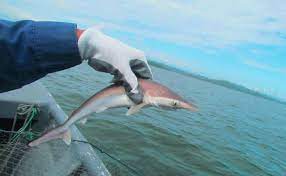 Coast Guard Rescues 14 Baby Sharks In Costa Rica Costa Rica Star News