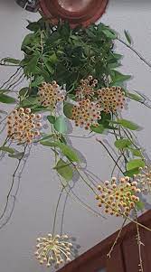 Hoya Halophila Openening Her 16 Umbels Hoya Care Https Www Houseplant411 Com Houseplant Hoya Plant How To Grow Car Hoya Plants Orchid Plants Flora Flowers