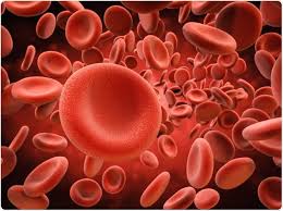 Image result for Red Blood Cell