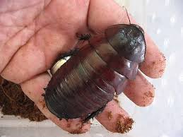 Raid ant & roach killer insecticide spray was found to be one of the most effective at killing cockroaches. The Worlds Biggest Cockroach Killed Warning Youtube