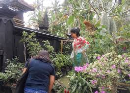 Annual, biennial, perennial, dan wildflower. Menyiasati Pandemi Covid 19 Dengan Berbisnis Tanaman Hias Patrolipost