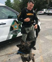 K9 Shep Deputy Pini K9 Police Dogs Military Dogs Police Dogs