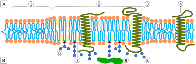 Aug 04, 2021 · lipid layouts and cell membrane models. A Cross Section Of A Modern Animal Cell Plasma Membrane Illustrating Download Scientific Diagram