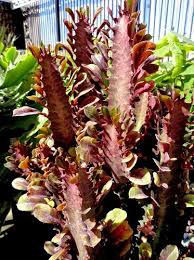 Image result for Euphorbia rubriflora