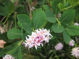 Image result for Dais cotinifolia
