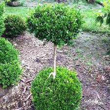 Modern, traditional, eclectic, rustic, glam, farmhouse, country Two Ball Boxwood Pom Pom Sugar Run Nursery