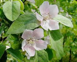 Rest assured, when you buy flowering quince varieties for sale online from wilson. The Delicious Quince Fruit Jam Jelly And Membrillo Facts Delishably