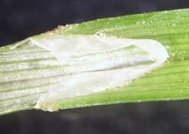 Image result for Secamone brevipes