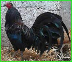 Check spelling or type a new query. 10 Ayam Aduan Super Istimewa Hewata Com