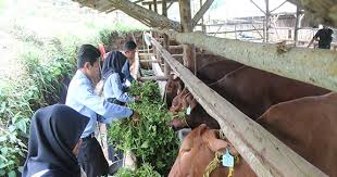 Maybe you would like to learn more about one of these? Smk Atm Mendidik Calon Wirausahawan Peternakan Ika Fapet Unpad