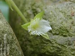 Image result for Nervilia crociformis