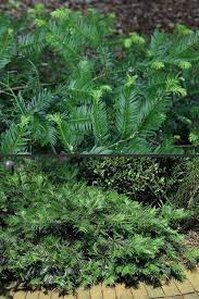 Creeping Plum Yew Cephalotaxus Harringtonia Prostrata Is An Elegant Plant With A Spreading Habit And Attractive Arching Bran Japanese Plum Landscape Plants