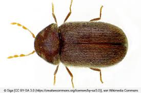 Kleine Braune Kafer In Haus Wohnung Bestimmen Und Loswerden Gartenlexikon De