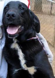 Black And Tan Plott Hound Lab Mix Plott Hound Black Lab Mix M Puppy Named Jj In Dawson Ga Humane Society Of Terrell County 229 869 2966 Kimmyjean23 Aol Com Plott Hound Hound Dog Dog Adoption
