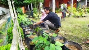 Hal yang paling diperhatikan adalah, iklim daerah. Manfaatkan Pekarangan Rumah Untuk Bertanam Banjarmasin Post