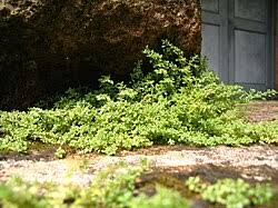 Image result for Pilea microphylla