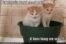 Funny Cat Pictures With Captions For Kids Funny Cat Photos Funny Cat Pictures Cat Quotes Funny