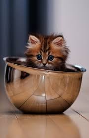 Super Cute Cats And Kittens Cute Cats Dpz Sevimli Kedi Yavrulari