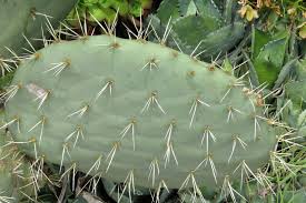 But we all know where they were and these spines play a huge role in this coping. Cactus Spines In Front Of House During Walk Around The Block In Our San Francisco Neighborhood 190425 114847 Cw50 C4 Planting Bulbs Plant Leaves Plants