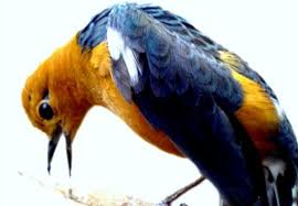 Beberapa ciri dari burung ini memiliki bulu dengan 2 warna yakni hitam serta putih, tetapi bila jadi perhatian burung ini nampak masih gagah dengan warna yang minim. Cara Membedakan Anis Merah Jantan Dan Betina Lengkap Hobi Burung