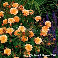 Sedana Pflanzen Garten Pflanzen Rosensorten