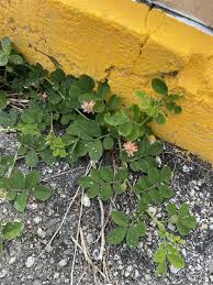 Image result for Indigofera