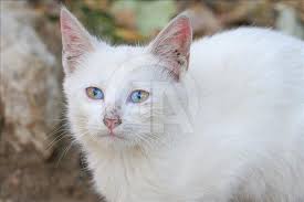 Bu Kedi Gorenleri Sasirtiyor