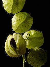 Pods African Milkweed Plant Images Plant Leaves Plants