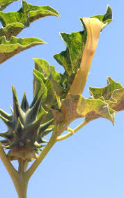 Image result for Datura ferox