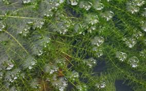 Image result for Hydrilla