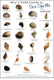 190 Best Identifying Shells Images In 2019 Shells Sea