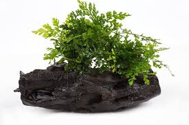 Image result for Bolbitis