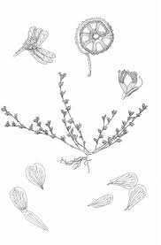 Image result for Cyclocarpa