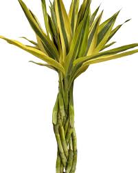 Image result for Dracaena sanderiana
