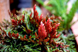 Image result for Selaginella afrorum