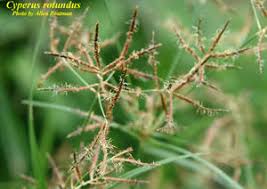 Image result for Cyperus sp.no.5