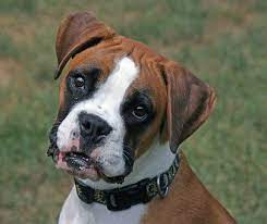 Prozac For Dogs 5 No Fail Steps To Weaning Dog Training Obedience Boxer Dogs Dog Vs Dog