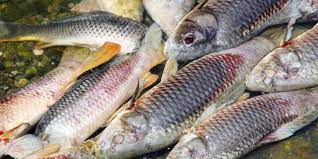 5.0 out of 5 stars poissons d'eau douce. Les Poissons D Eau Douce Cruciaux Pour La Securite Alimentaire Dans Le Tiers Monde