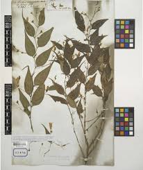 Image result for Strobilanthes anisophylla