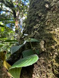 Image result for Streptocarpus umtaliensis