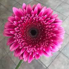 I always use 1800 flowers. 1800 Flowers Long Island Home Facebook