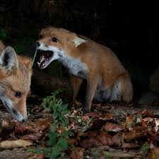 لعبة قيادة الطيور الغاضبة للهيلكوبتر. Country Diary 1945 Serenading Foxes Proclaim The Turn Of The Year Wildlife The Guardian