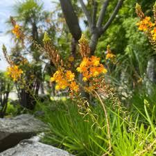 Image result for Bulbine favosa