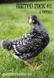 Maybe you would like to learn more about one of these? Baby Chicks At 4 Weeks Old Getting Real Feathers