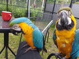 Check out our blue and gold macaw selection for the very best in unique or custom, handmade pieces from our shops. Blue And Gold Macaw Parrots For Sale Macaw Parrot Macaw Parrot